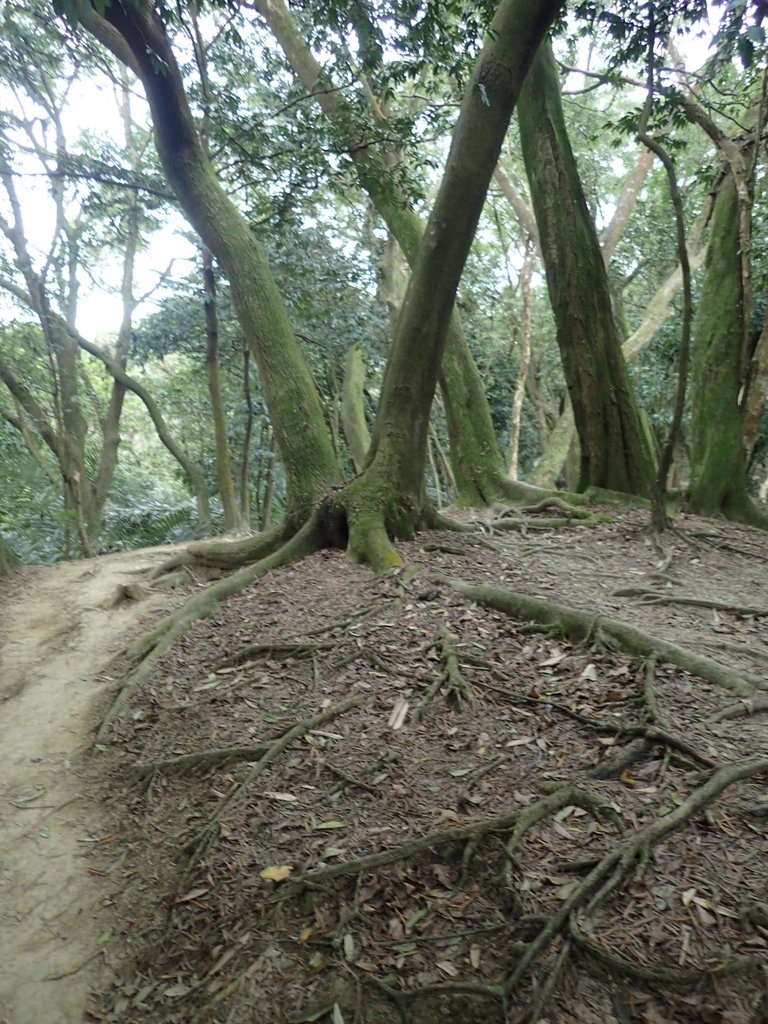 P2167998.JPG - 三峽  鳶尾山登山步道