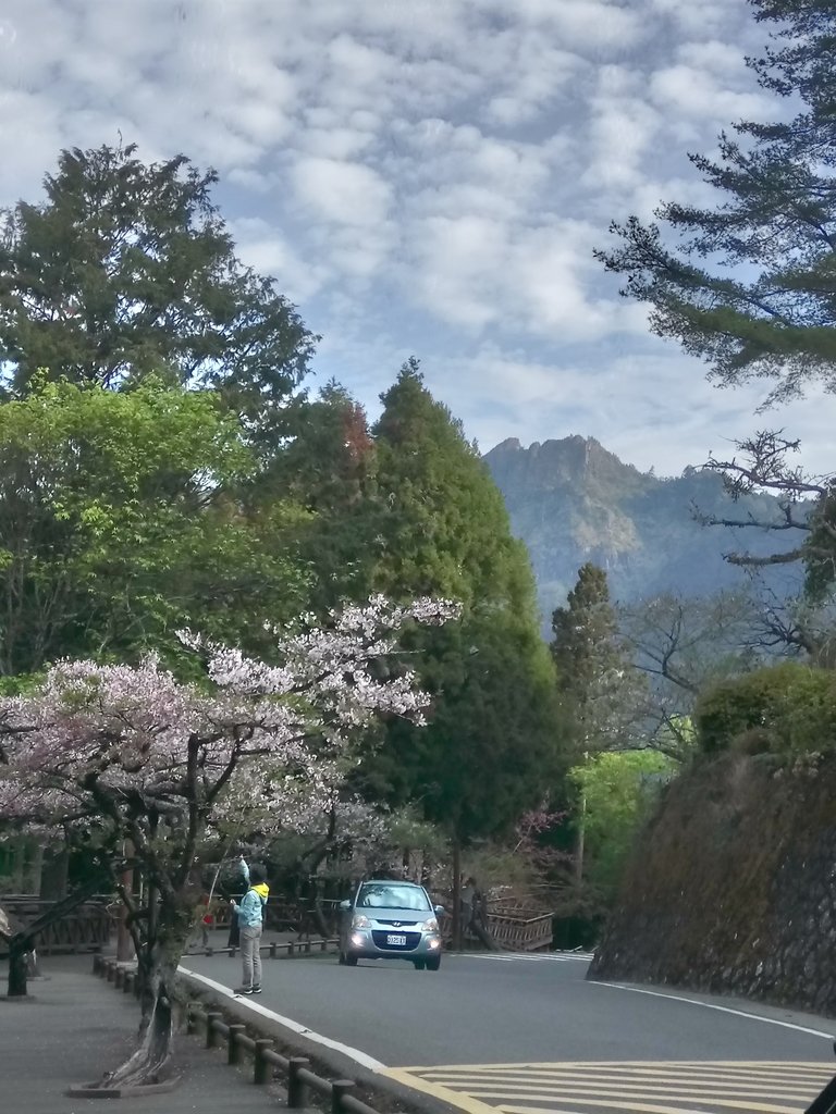 DSC_1653.JPG - 阿里山  沼平公園  賞櫻