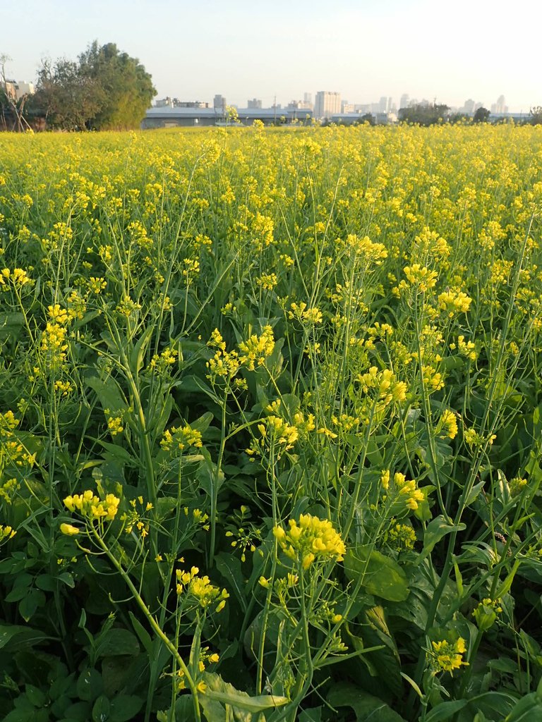 P1083466.JPG - 台中  西屯  油菜花田