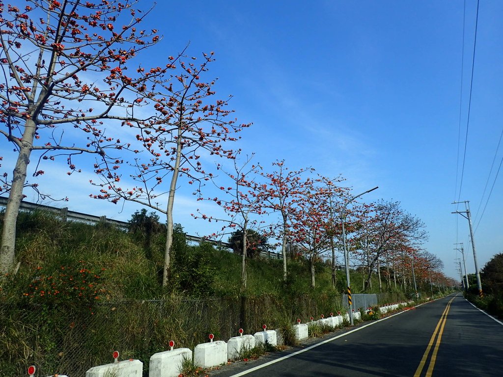 P3036256.JPG - 清水  大田產要道路  木棉花