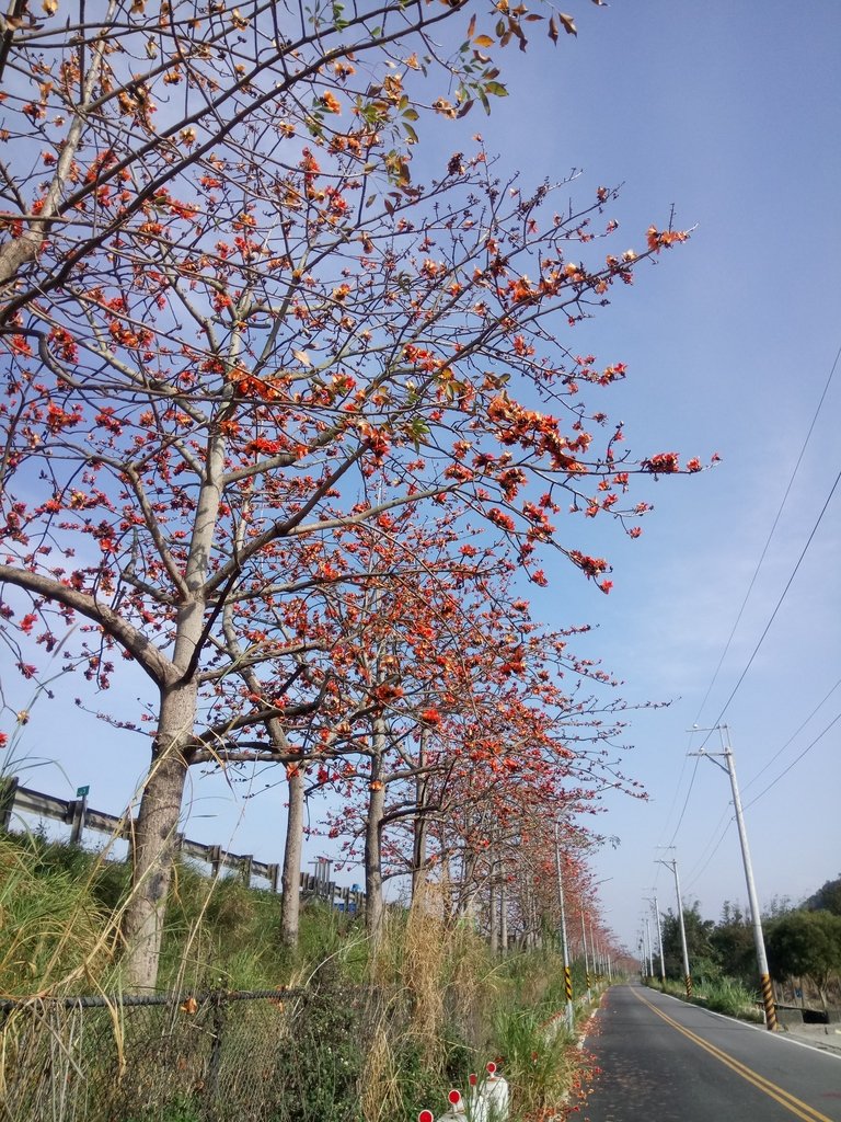 DSC_7873.JPG - 清水  大田產要道路  木棉花