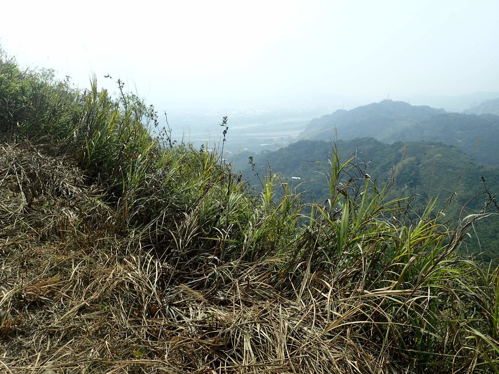 P3016106.JPG - 草屯平林  九九峰森林步道