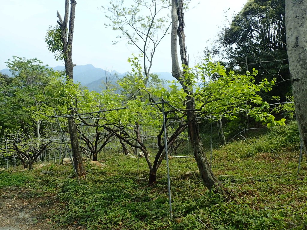 P3217705.JPG - 谷關七雄  白毛山  03