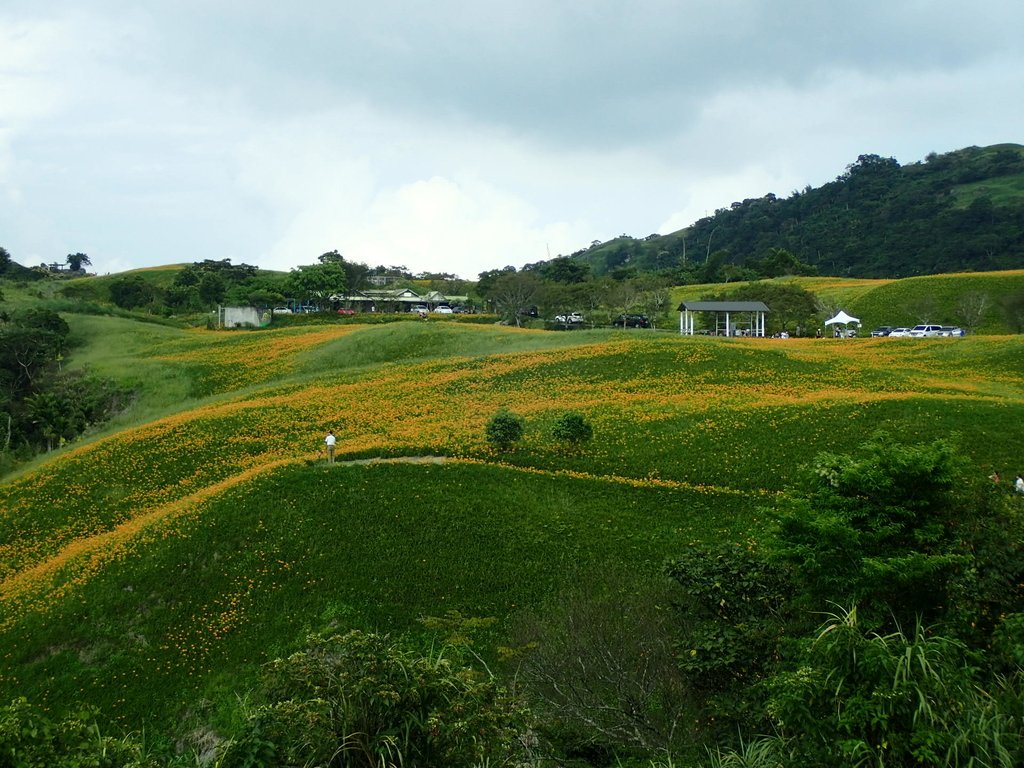 P9087972.JPG - 富里  六十石山  金針花季