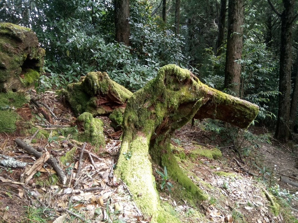 DSC_2645.JPG - 台中  和平  稍來山