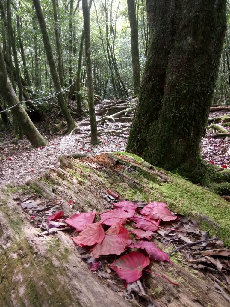 DSC_2657.JPG - 台中  和平  稍來山