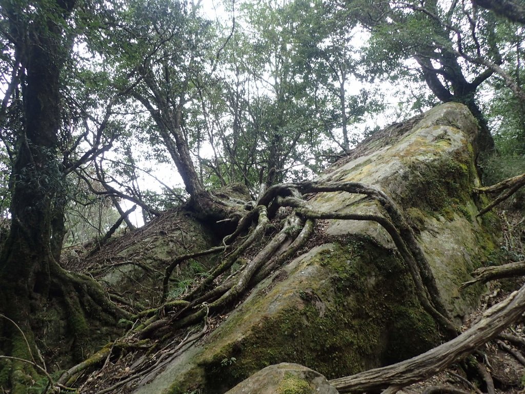 P2034924.JPG - 南庄  加里山