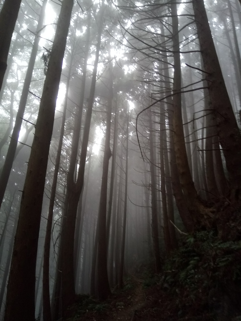 DSC_3778.JPG - 南庄  加里山  森林鐵道