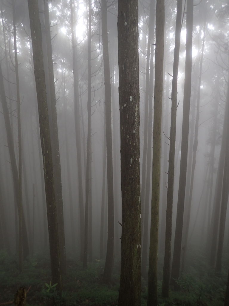 P9250194.JPG - 南庄  向天湖之  迷霧森林