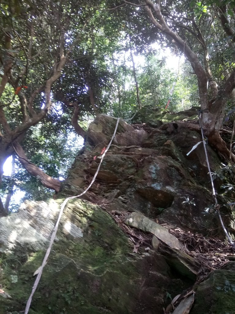 DSC_4085.JPG - 魚池  大尖山登山步道