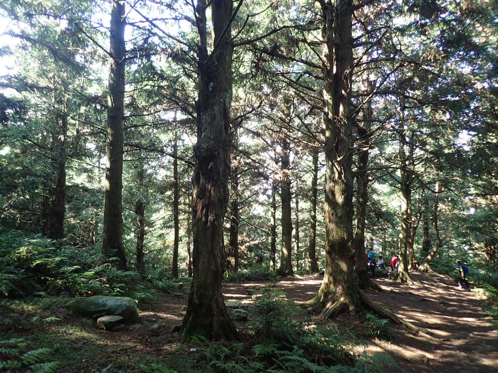 P7235830.JPG - 台中和平  長壽山登山步道  (上)