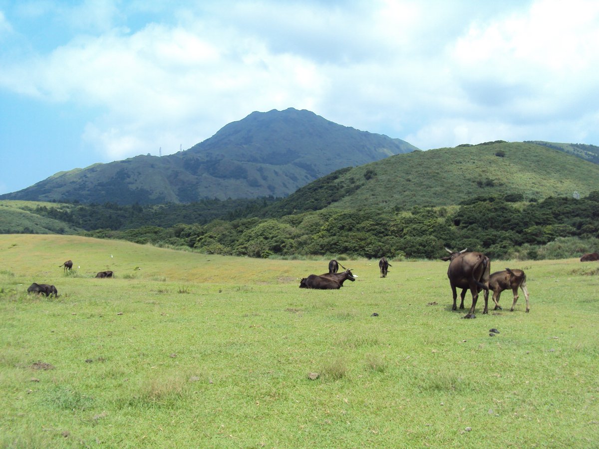 DSC08384.JPG - 七星山之擎天崗