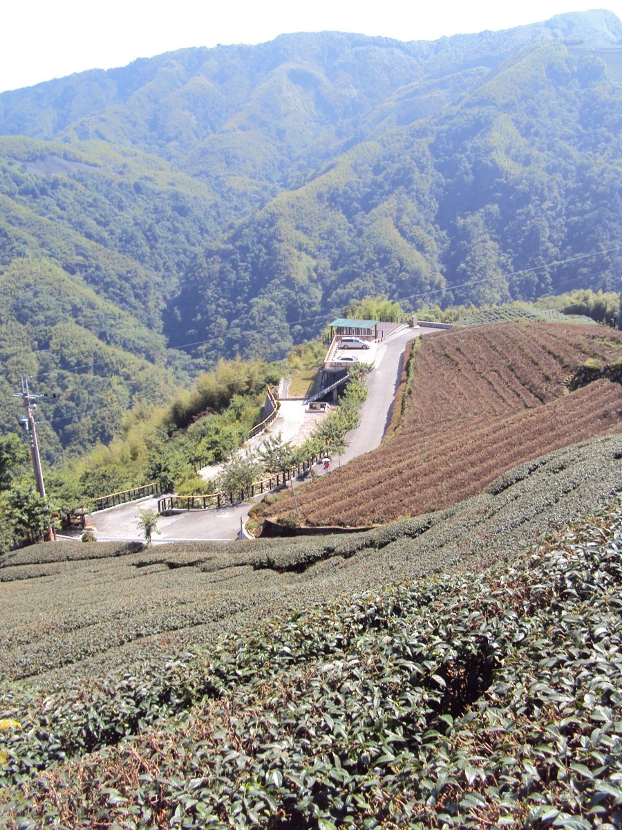 DSC07966.JPG - 竹山  軟鞍  八卦茶園