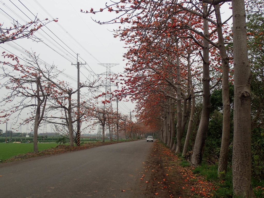 P3066362.JPG - 埤頭  東螺溪  木棉花