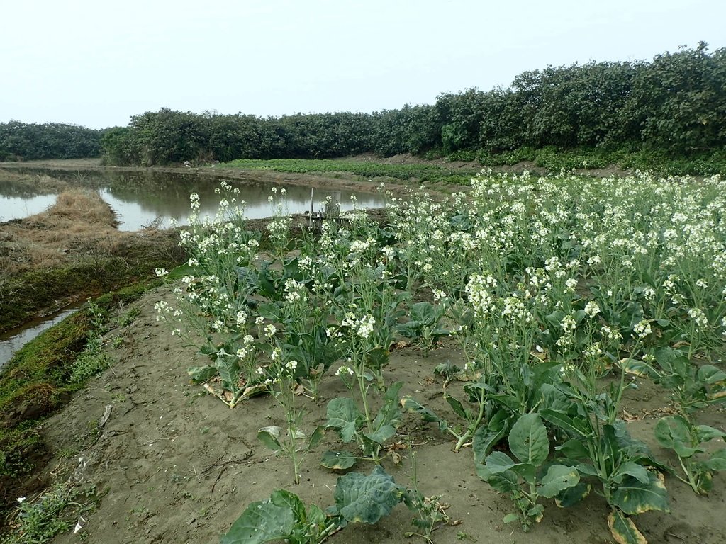 P2024787.JPG - 淡海  洲子灣  芥藍菜花田