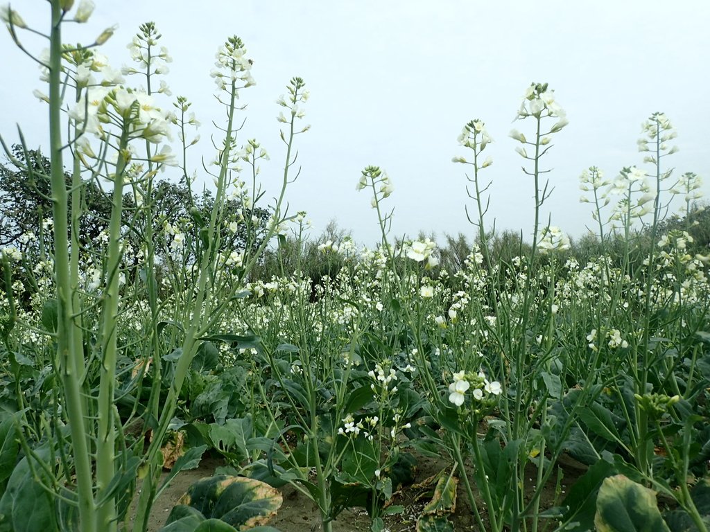 P2024796.JPG - 淡海  洲子灣  芥藍菜花田