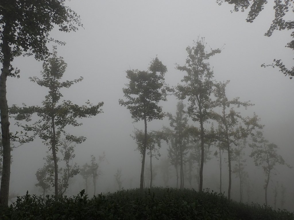 PA171031.JPG - 鹿谷  大崙山  霧中茶園之美(01)