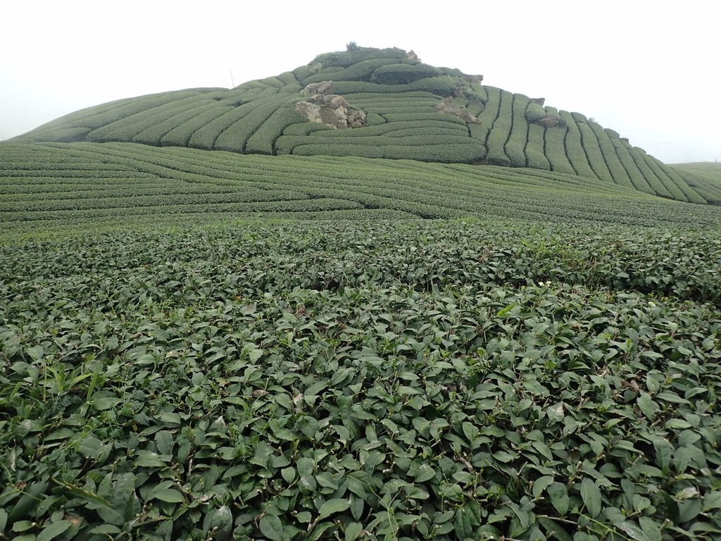 P3257852.JPG - 阿里山  隙頂茶園之美