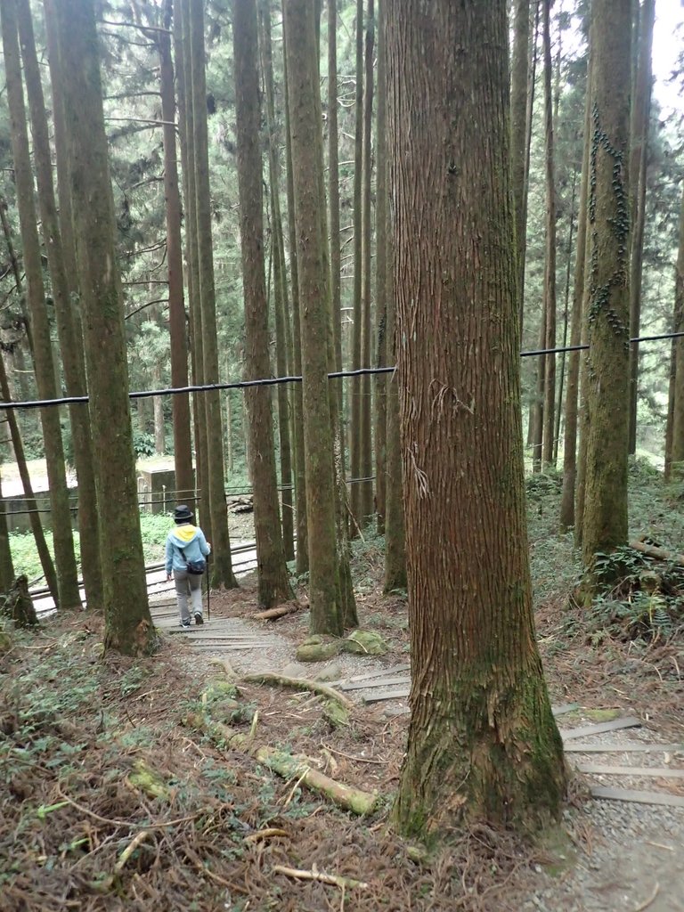 P3257989.JPG - 阿里山  二萬坪步道