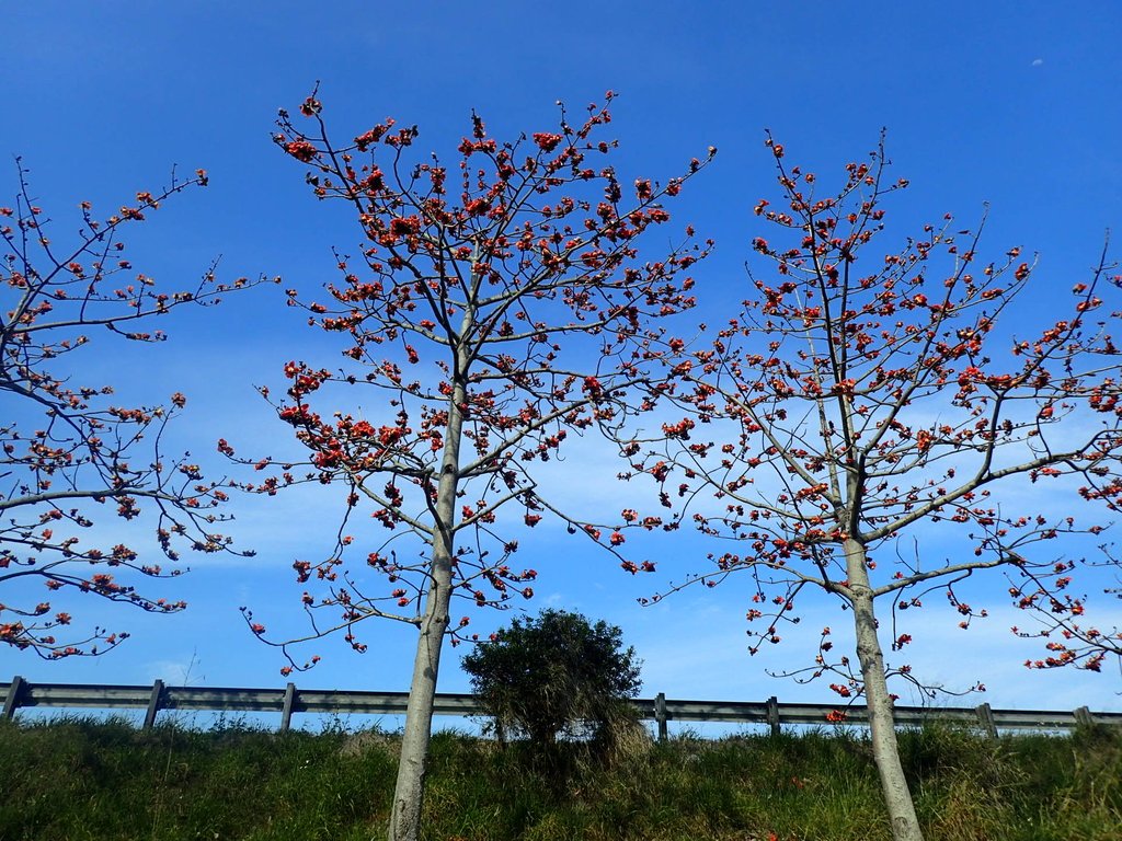 P3036259.JPG - 清水  大田產要道路  木棉花