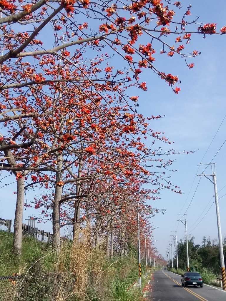 DSC_7878.JPG - 清水  大田產要道路  木棉花