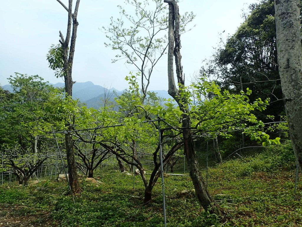 P3217706.JPG - 谷關七雄  白毛山  03