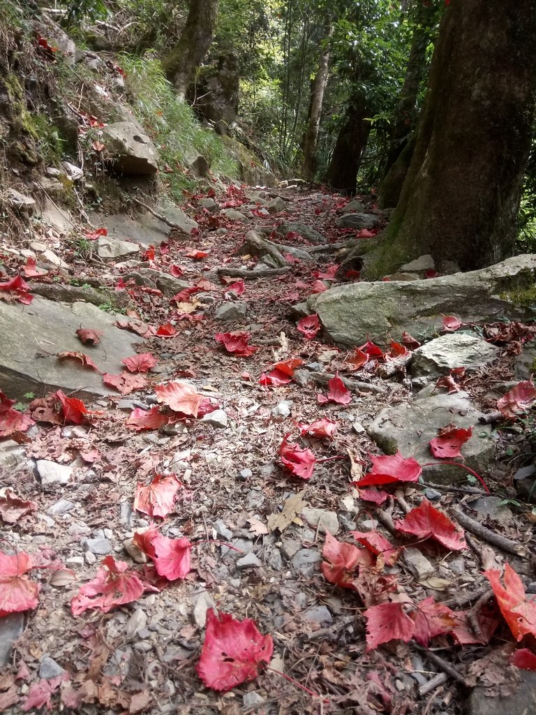 DSC_2647.JPG - 台中  和平  稍來山