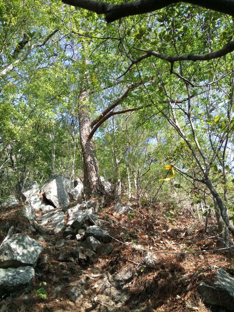 DSC_9859.JPG - 谷關  德芙蘭步道