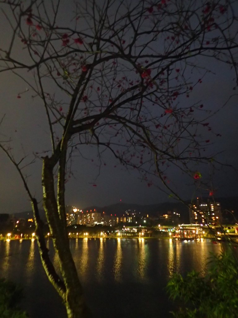 P3116962.JPG - 內湖  大湖公園之夜色