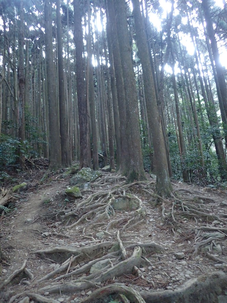 P2034720.JPG - 南庄  大坪林道  杜鵑嶺