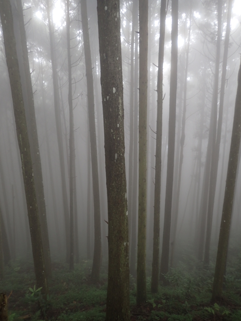 P9250195.JPG - 南庄  向天湖之  迷霧森林