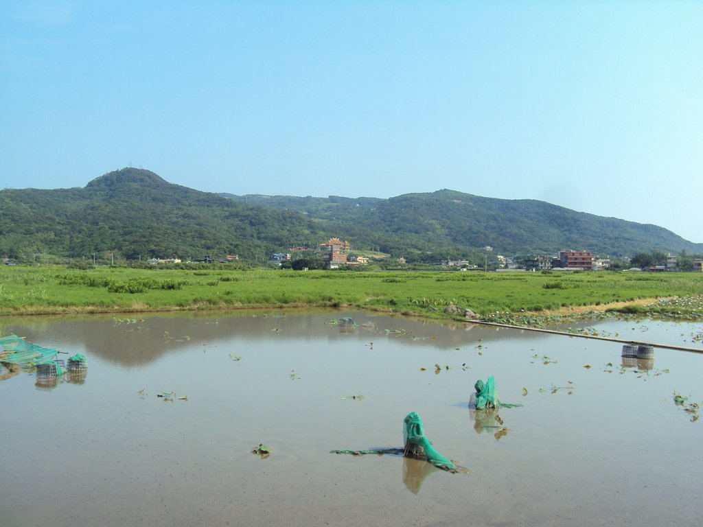 DSC08408.JPG - 金山  清水濕地  牡丹蓮園