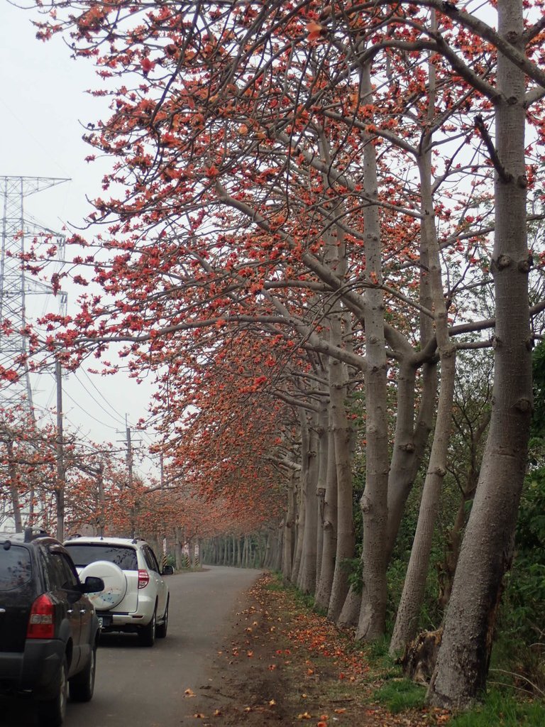 P3066366.JPG - 埤頭  東螺溪  木棉花