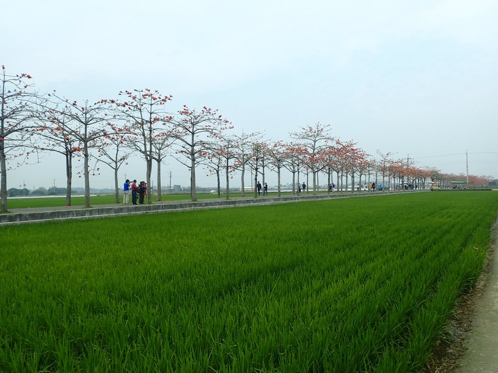 P3066653.JPG - 白河  林初埤  木棉花