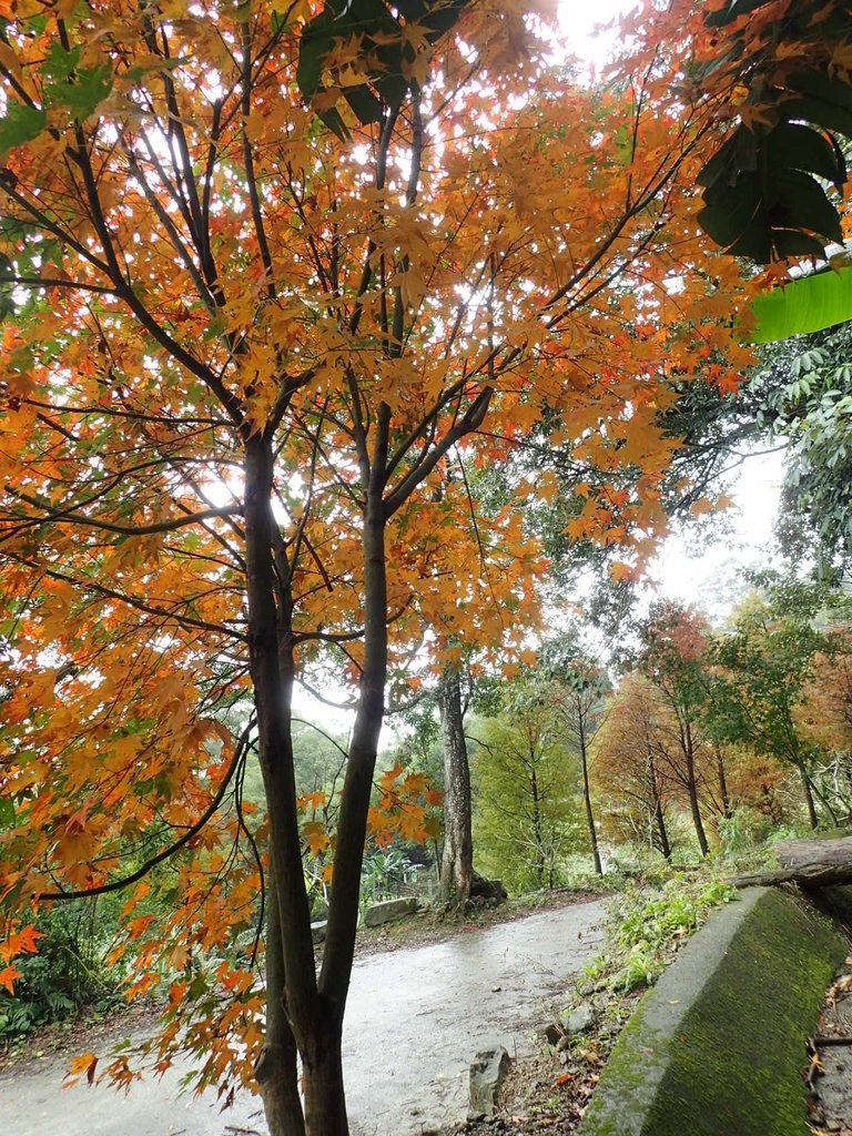 P1062159.JPG - 土城  承天寺  朝山步道