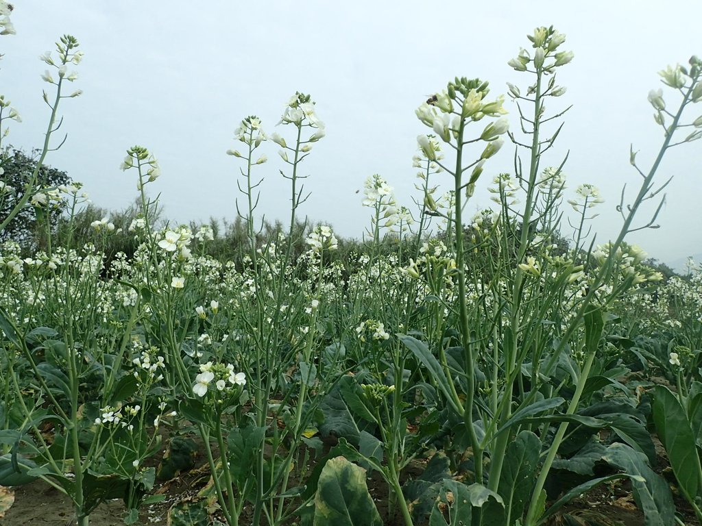 P2024798.JPG - 淡海  洲子灣  芥藍菜花田