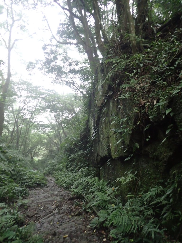 P3039070.JPG - 三峽  白雞山登山步道