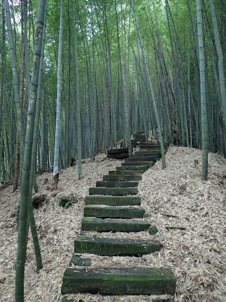 PA231753.JPG - 石壁山  嘉南雲峰步道