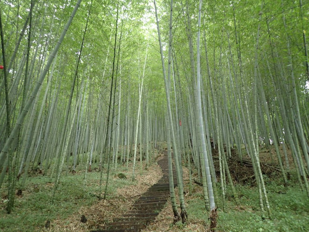 PA231674.JPG - 石壁山  嘉南雲峰步道