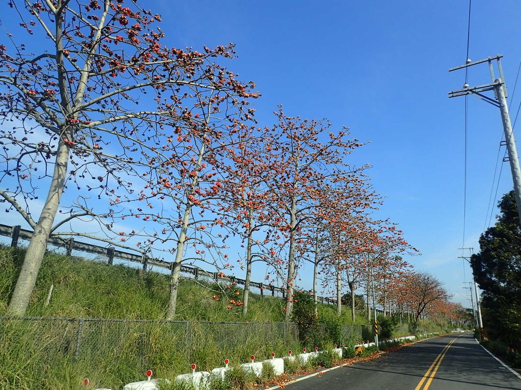 P3036260.JPG - 清水  大田產要道路  木棉花