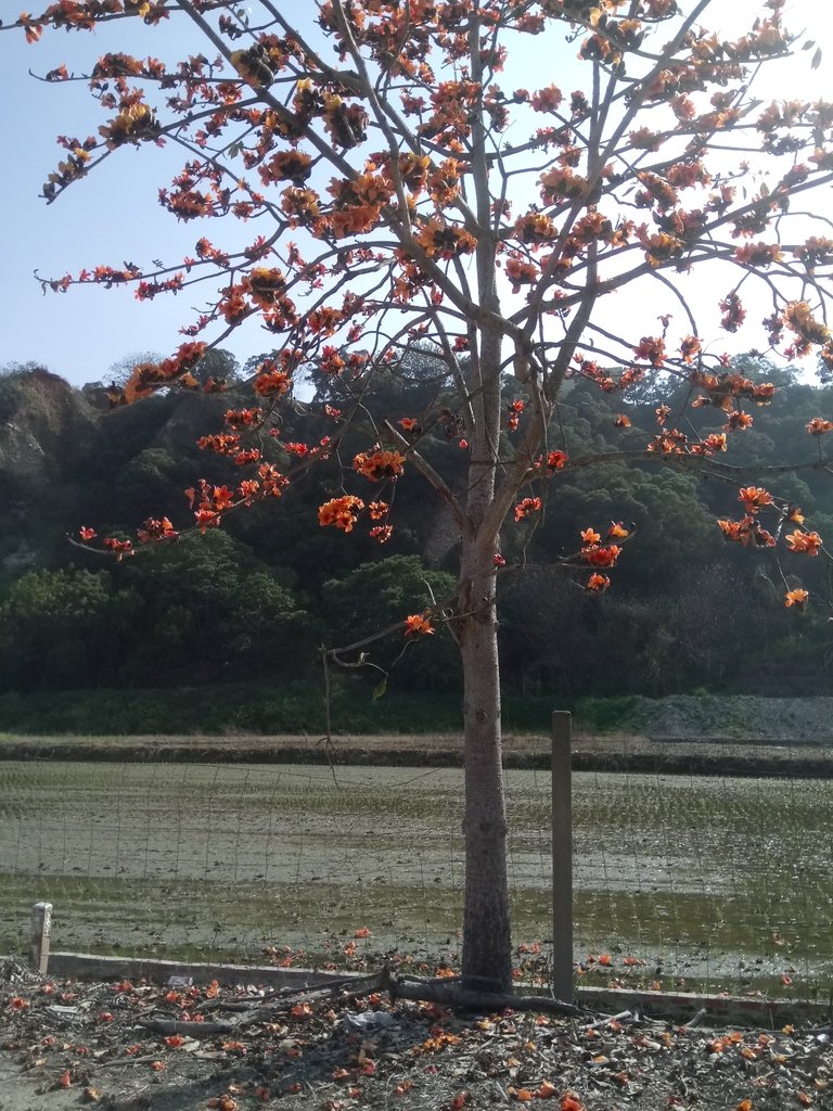 DSC_7879.JPG - 清水  大田產要道路  木棉花