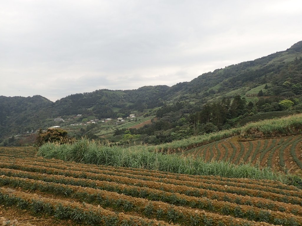 P3170470.JPG - 坪林  大湖尾茶園風光