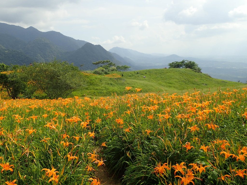 P9087987.JPG - 富里  六十石山  金針花季