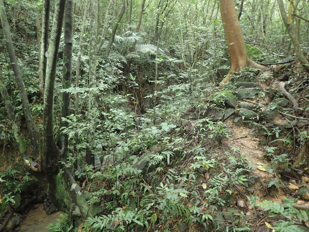 P3308228.JPG - 萬里  大路嶺古道行