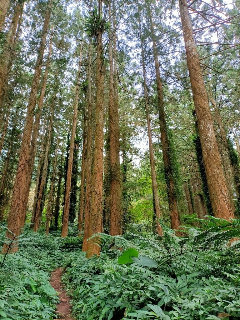 IMG20201205072922.jpg - 鹿谷  溪頭  南鳳凰山