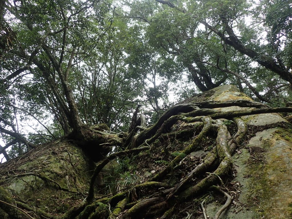 P2034927.JPG - 南庄  加里山