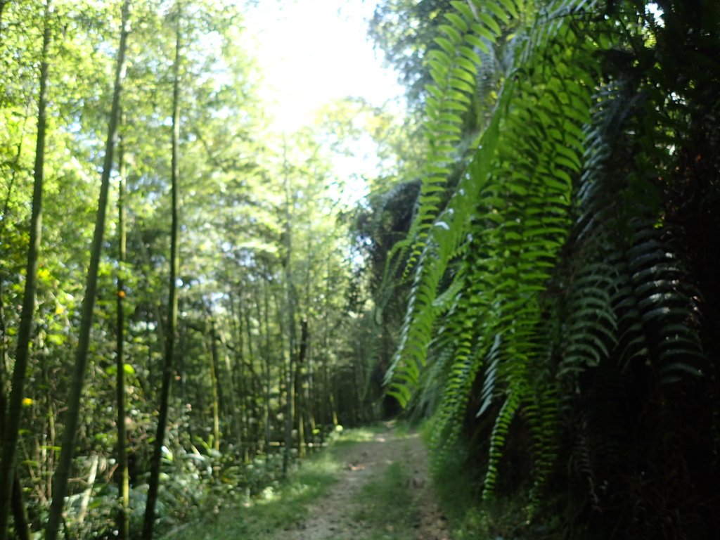 PA040416.JPG - 魚池  大尖山登山步道