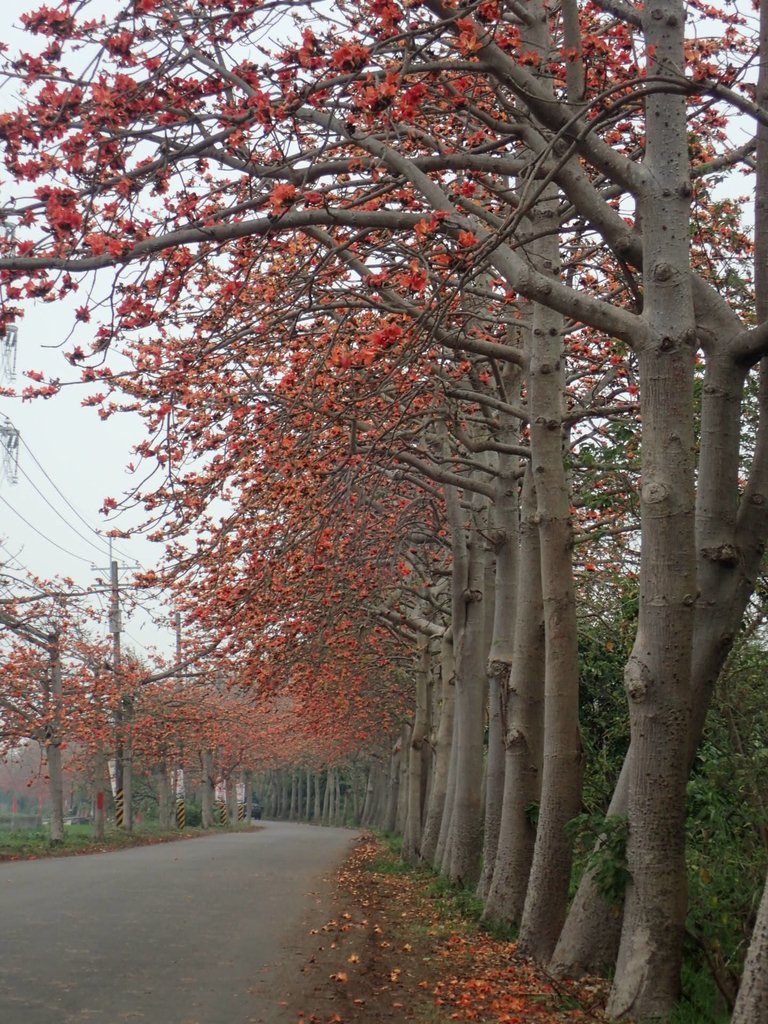 P3066369.JPG - 埤頭  東螺溪  木棉花