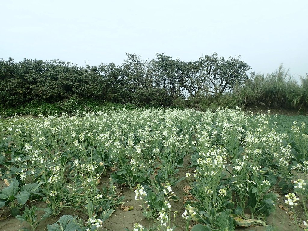 P2024792.JPG - 淡海  洲子灣  芥藍菜花田