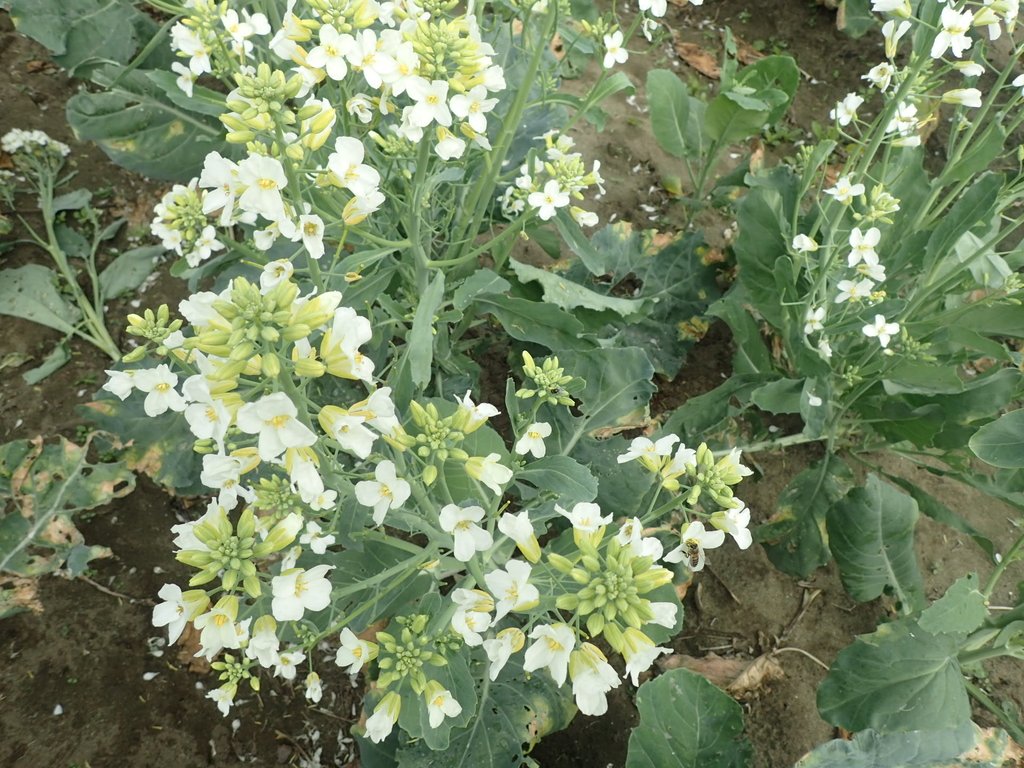 P2024819.JPG - 淡海  洲子灣  芥藍菜花田